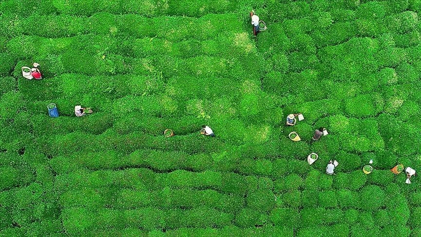 ÇAYKUR'dan su verimliliği çalışması