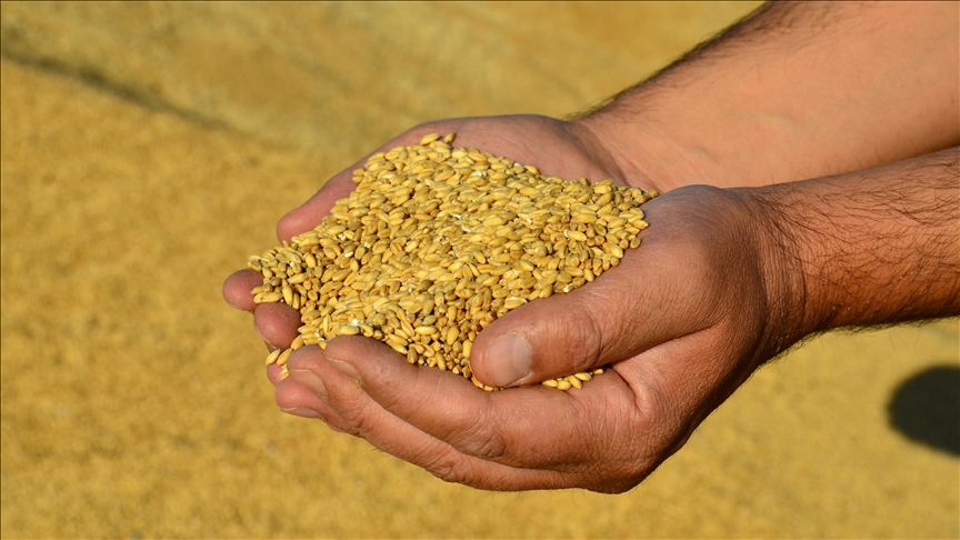 Güneydoğu Anadolu'da hububat sektörü 8 ayda 2,3 milyar dolarlık ihracat gerçekleştirdi