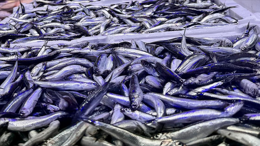 Trabzon'daki balıkçı tezgahlarında hamsi bolluğu yaşanıyor