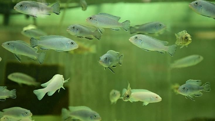 Çocukluk hobisi, Türkiye'nin önde gelen balık üretim tesisine dönüştü