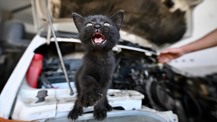 Tamire getirilen otomobilin motor kısmından çıkarılan kediyi usta sahiplendi