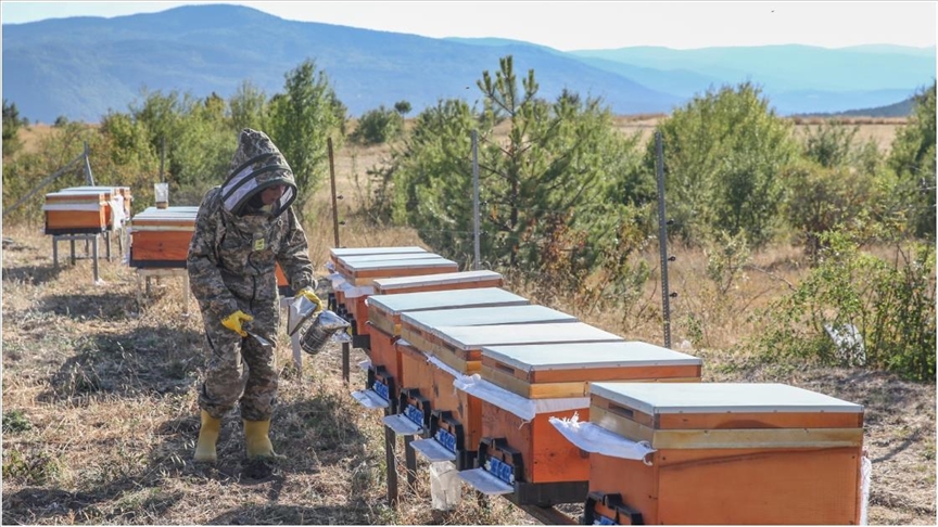Arıları için her hafta yaklaşık 900 kilometre yol katediyor