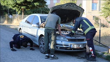 Köpeklerden kaçan su samuru otomobilin kaputuna sığındı