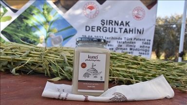 Dergul tahini tescillenince Şırnak'ta susam üretim alanı arttı