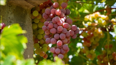 جووتیارێکی دھۆک ١٧ جۆری ترێ بەرھەم دەھێنێت
