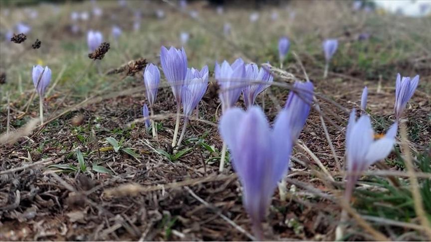 Çankırı'da "vargit"lerin açmasıyla yaylalar renklendi