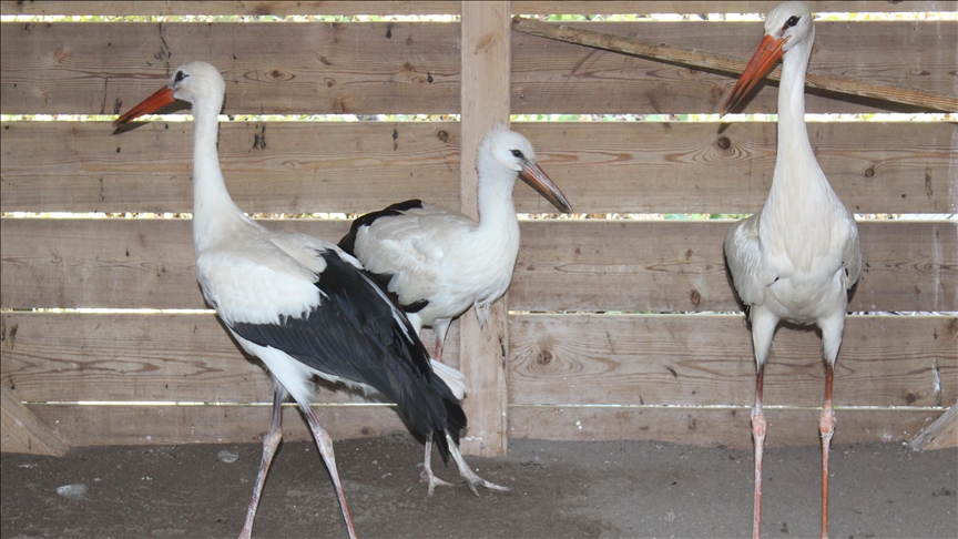 Göçü kaçıran yaralı leylekler kışı Kızılırmak Deltası Kuş Cenneti'nde geçirecek