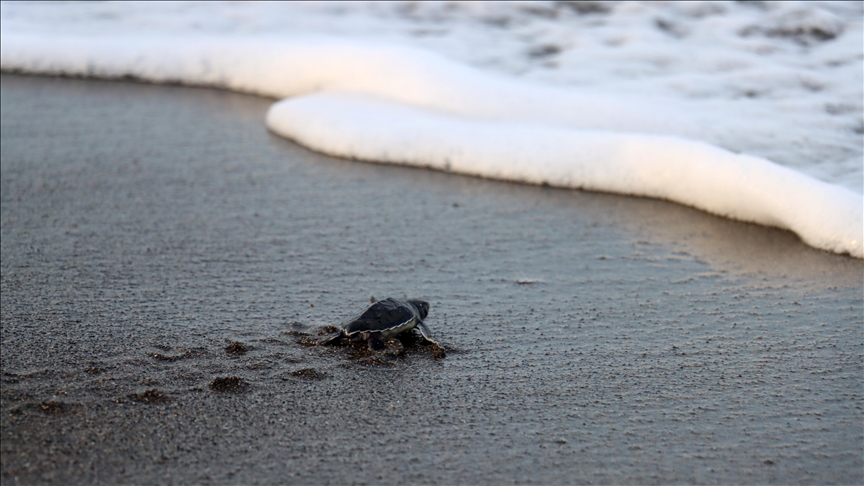 210,000 baby sea turtles reached Mediterranean this season from Turkish coastal province