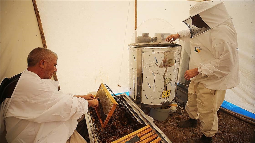 Bodrum'da baba oğul ata mesleği arıcılığı ürün çeşitlendirmesiyle sürdürüyor 
