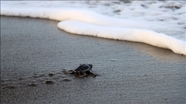 210,000 baby sea turtles reached Mediterranean this season from Turkish coastal province