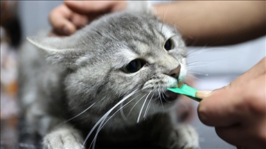 Yediği gıdadan zehirlenen sahipsiz kedi "dört ayağının üzerine düşünce" sağlığına kavuştu