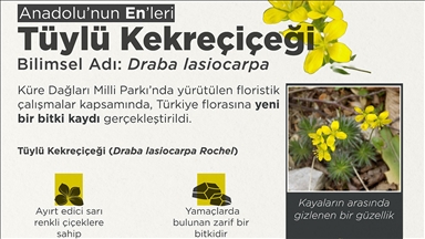 "Tüylü Kekreçiçeği" yeni tür olarak bitki florasına eklendi 