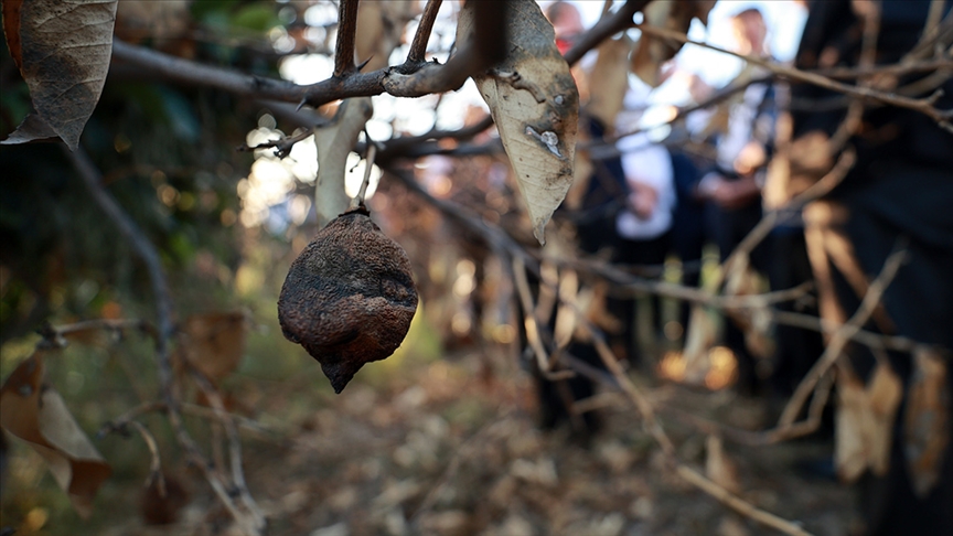 Şiddetli don olayları tarımsal üretimde yeni teknoloji ve stratejilerin geliştirilmesini zorunlu kılıyor