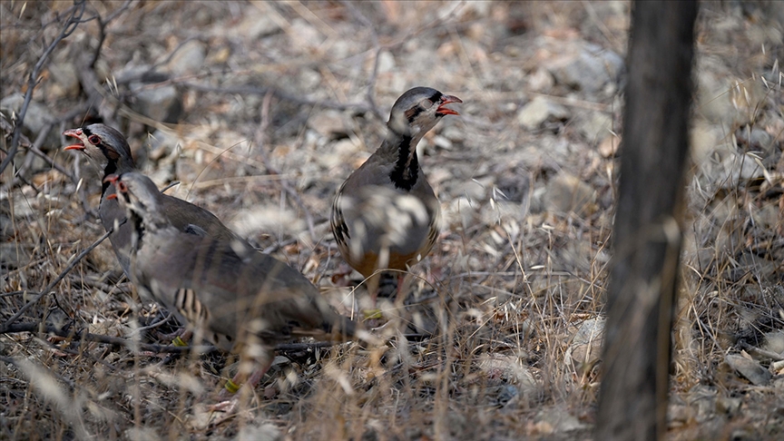 Doğada 982 bin 892 keklik ve sülünle kene mücadelesi
