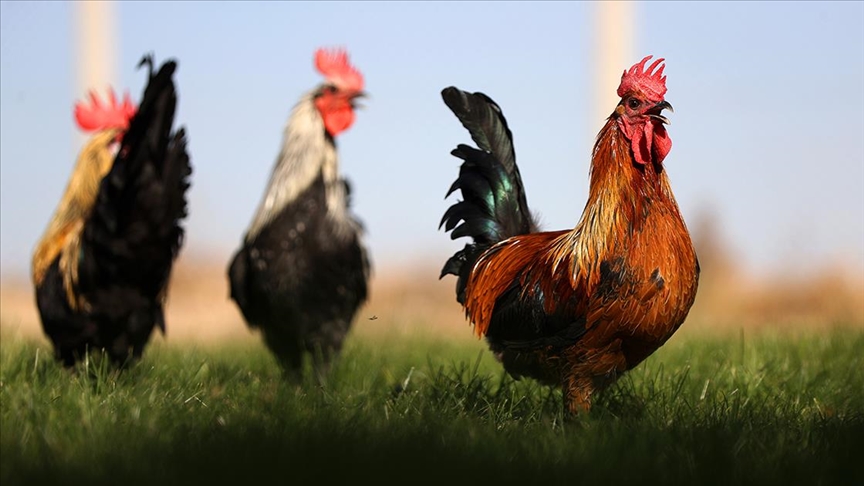 Denizli horozunun ırkı Konya'daki enstitüde korunuyor