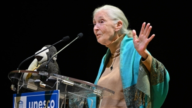 Jane Goodall, who reshaped primatology through her work with chimpanzees, dies at 91