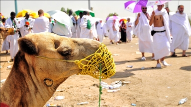 12,000-year-old camel engravings reveal early human return to Arabian deserts