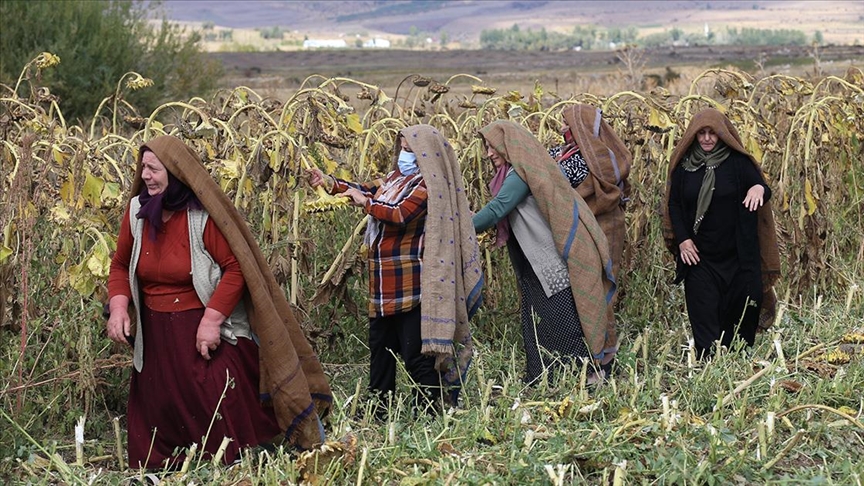Erzurum'un ehramlı kadın çiftçileri, kurdukları kooperatifle üretime katkı sağlıyor