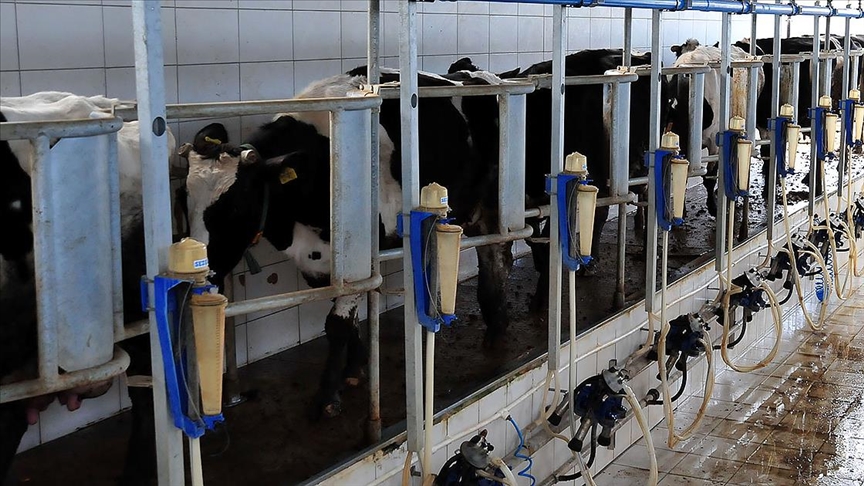 Rekabet Kurumundan süt sektöründe faaliyet gösteren sanayicilere uyarı