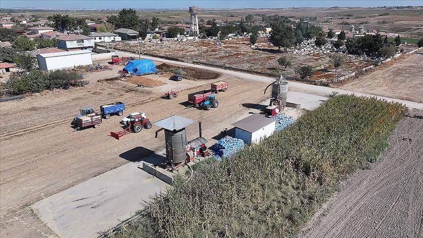 Edirne'de çeltik üreticisi hem hasat hem kurutma mesaisi yapıyor