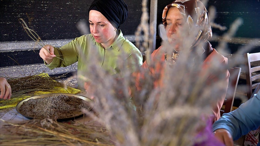 Osmaniye'de yeniden ekonomiye kazandırılan lavanta bahçesi kadınlara gelir kapısı oldu