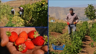 Muş'ta Şenyayla bölgesine dönüş yapanlar sebze ve meyve yetiştiriciliği yapıyor