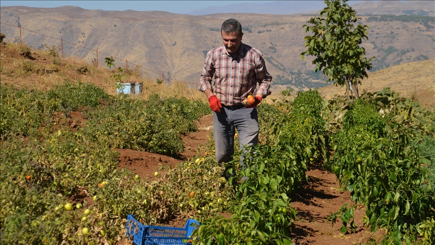Kesên ku vegeriyan herêma Şenyaylayê ya Mûşê çandiniya fêkî û sebzeyan dikin