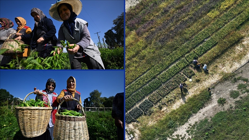 Düzce'de 200 dönüm atıl arazi kadın ve gençlerin elinde değer kazandı