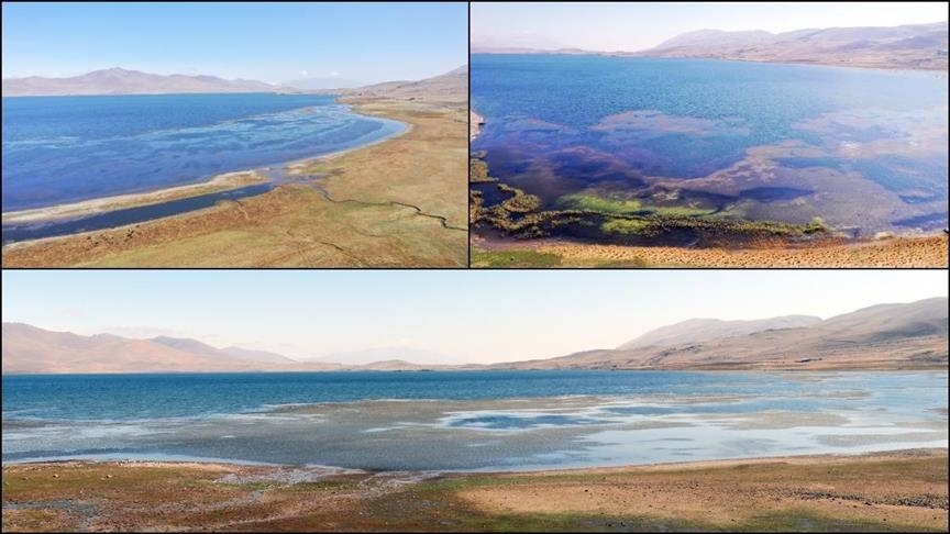 Gola Masiyan a Taşliçayê ji ber guherîna Avûhewayê û faktorên mirovî biçûk dibe