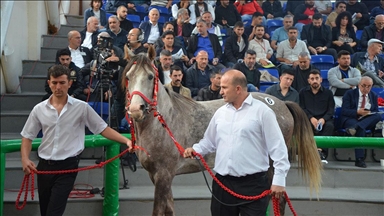 TİGEM'in açık artırmasında Arap tayı 5 milyon 250 bin liraya satıldı