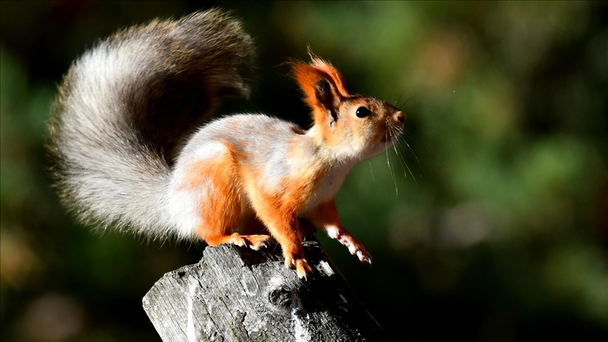 Kars'ta kızıl sincap ve ağaçkakanlar yaşam alanlarında görüntülendi