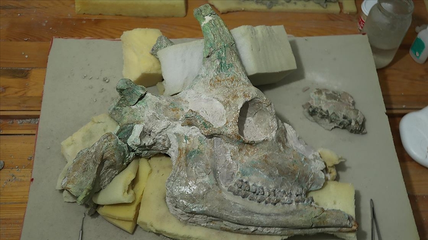 Çankırı'da zürafaya ait kafatası fosili bulundu