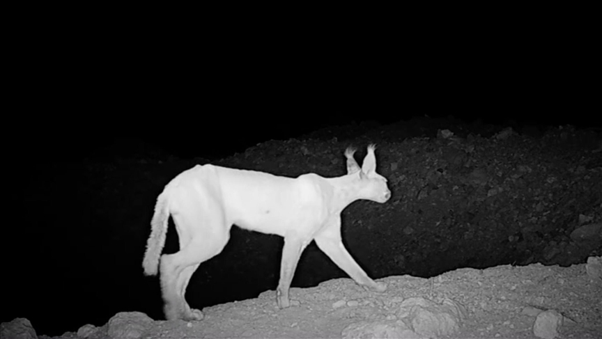 Caracal sightings offer hope as Pakistan’s rare wild cat nears local extinction