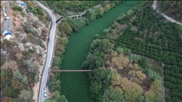 Hatay'da Asi Nehri'ni yeniden su sümbülleri kapladı
