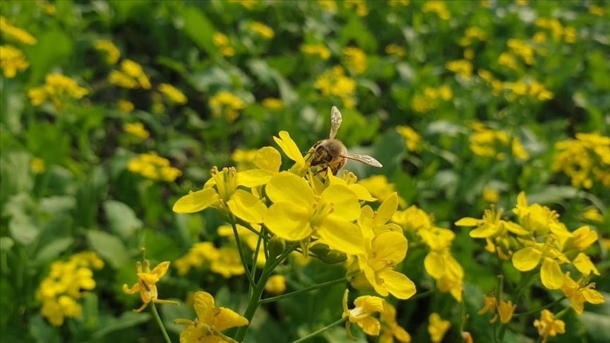 Europe’s wild bees and butterflies facing 'dire' extinction crisis: Research