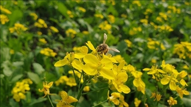 Europe’s wild bees and butterflies facing 'dire' extinction crisis: Research