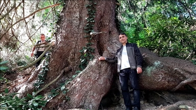 "Dünyanın en büyük çaplı doğu ladini"nin Artvin'de olduğu belirlendi