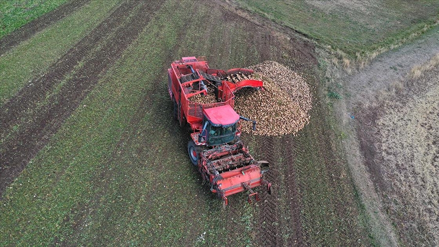 Ağrı'nın verimli topraklarında yetiştirilen şeker pancarı teknolojik makinelerle hasat ediliyor