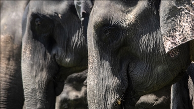 Vanishing giants: Can Asia’s elephants survive as their world disappears?