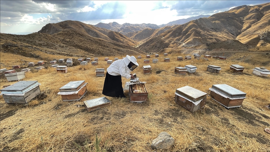 Jina Bidlisî bi 30 kewaran dest bi mêşvaniyê kir, niha salane 4 ton hingiv radike