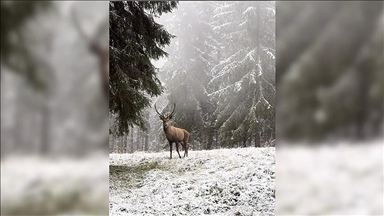 Li Boluyê di daristana di bin berfê da gakûviya sor ket ber kamerayê