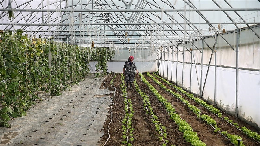 Edirneli Şirin teyze ikinci serasına kavuşuyor