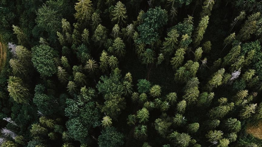 Australian tropical forests shifted from being carbon sinks to carbon sources: Study
