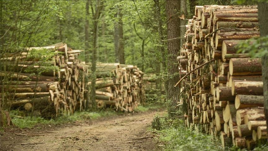 US hits Canada with higher lumber tariff than imposed on Russia