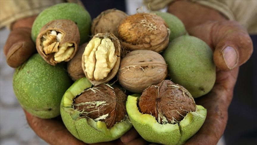 Ceviz hasadındaki yüksek verim Bitlisli üreticilerin yüzünü güldürdü