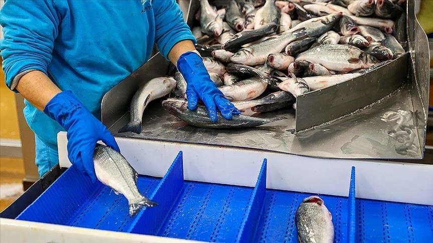 Türkiye, China ink deals on seafood exports