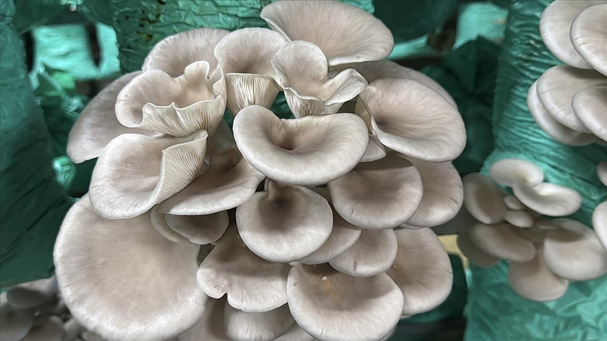 Afyonkarahisarlı kadın girişimci çadır seralarda yılda 40 ton istiridye mantarı üretiyor