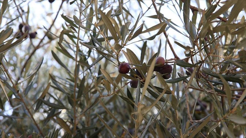 Tarihi caminin avlusundaki 1358 yaşındaki zeytin ağacında hasat zamanı