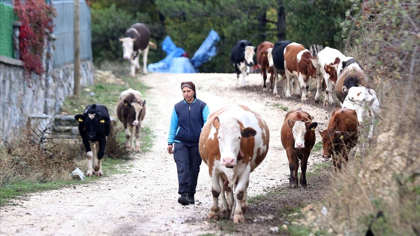 Gelin geldiği köyde devlet desteğiyle sürü sahibi oldu