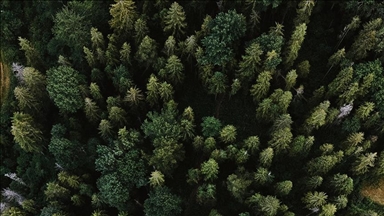 Australian tropical forests shifted from being carbon sinks to carbon sources: Study